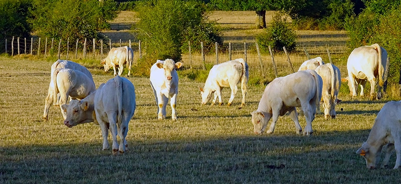 Charolais cattle