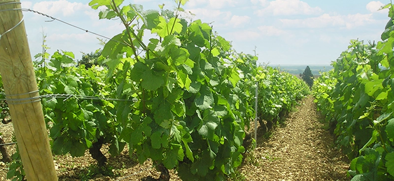 Pinot-noir vineyards